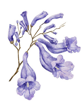 Watercolor twig flowers Jacaranda tree. Illustration for design greeting card, invitation, wedding, packaging, branding. Purple isolated element. Hand drawn sketch.
