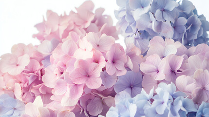 Obraz premium A close-up of a large hydrangea bush in full bloom, with soft pink or blue clusters of flowers filling the frame