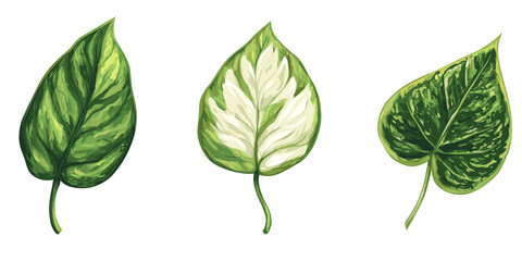 Different types of decorative leaves arranged in a row showcasing vibrant green hues and unique patterns