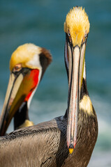 Locking Eyes With A Grumpy Looking Brown Pelican
