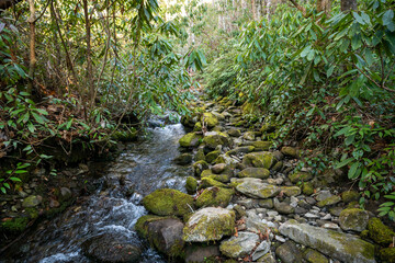 Moss Coverd Rocks Fill The Narrow Trail Along Springhouse Branch Trail