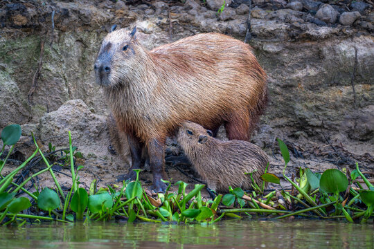 Capybara mother cnd pups