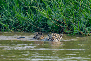 Female Jaguar and cub