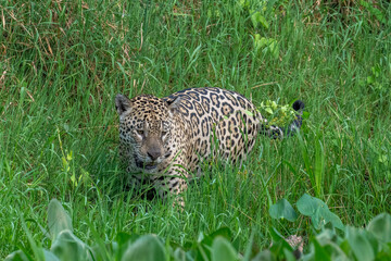 Jaguar standing inthe grass