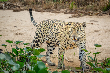 Jaguar hunting along a sandy river edge