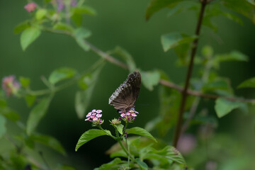 A beautiful butterfly with a wingspan resting on a pink flower. The butterfly's wings are a rich brown color with substile pattern and marking, the background is a lush green . 