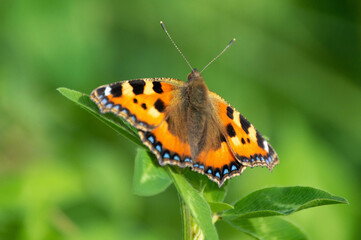 Beautiful orange Aglais urticae butterfly with black spotted wings fluttering on a vibrant summer flower in a lush green meadow