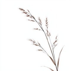 Fototapeta premium A thin stalk of grass with a few leaves on it