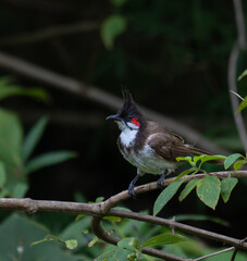 GeneratThe beautiful Red vented bulbul perched on a branch amidst lush green foliage. It perches with a tree with lot of leaves and the background is soft and blurred. ed Image
