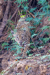 Jaguar leaving the jungle