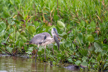 Heron eating a catfish in the Pantanal