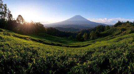 Fototapeta premium Sunrise over Tea Plantation and Majestic Volcano