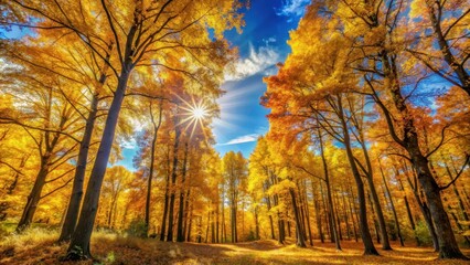 Fototapeta premium Autumn forest landscape with golden vibrant leaves on tall trees against a bright blue sunny sky, autumn forest