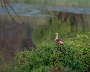The beautiful Lesser whistling duck standing on a patch of lush green vegetation with a body of...