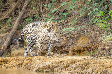 Jaguar hunting in the jungle