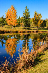 A pond with trees in the background and a reflection of the trees in the water
