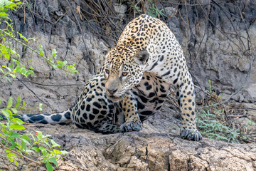 Jaguar turning to look behind itslef