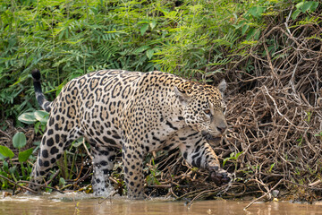 jaguar hunting along the river