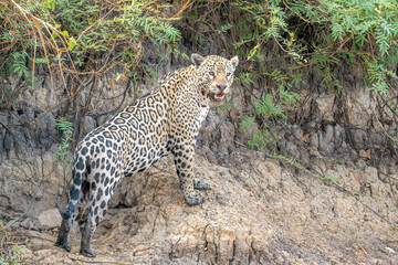 Jaguar inspecting its surroundings
