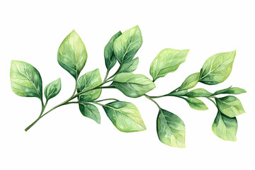 Fototapeta premium Watercolor illustration of a green branch with fresh leaves isolated on a white background for nature and botanical designs