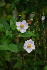 Japanese anemone (Anemone hupehensis) flowers. Ranunculaceae perennial plants. White or reddish purple flowers bloom in autumn.