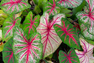 Caladium bicolor 