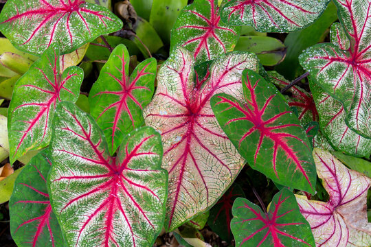 Caladium bicolor 