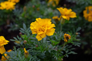 Flores Tagetes, flor-dos-mortos ou cravo-amarelo.	