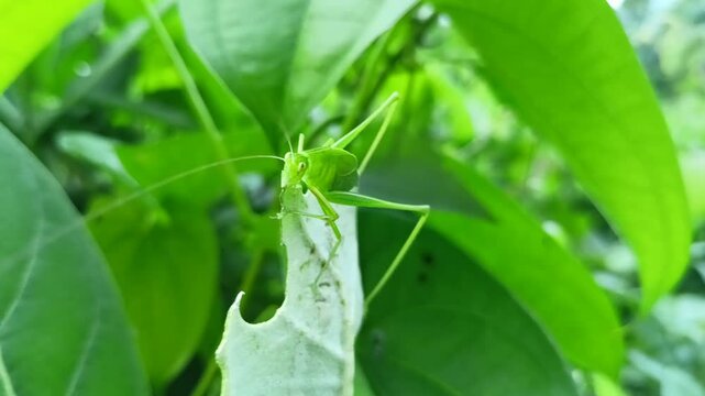 leaf grasshoppers eating green leaves