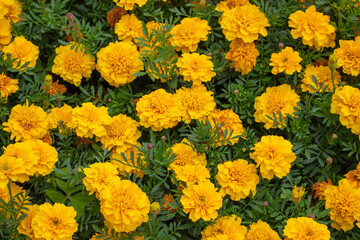 Flores Tagetes, flor-dos-mortos ou cravo-amarelo.	