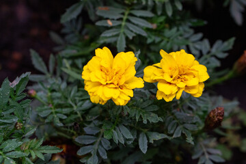 Flores Tagetes, flor-dos-mortos ou cravo-amarelo.	