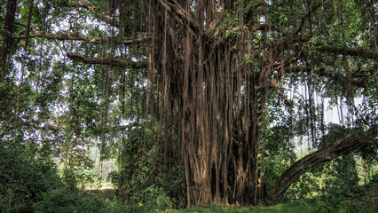 Naklejka premium Tropical forest in Sri Lanka, Asia