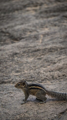 Small squirrel in the national park in Sri Lanka