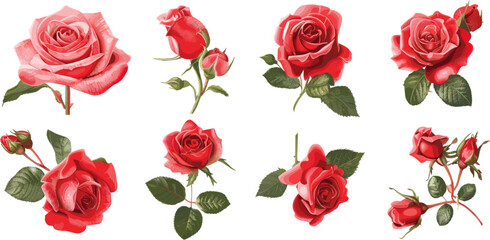 vector set of red roses in color style