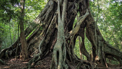 Ancient tree in Sri Lanka