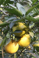 Citrus fruits on tree in farm