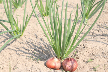 onion plant on farm for harvest