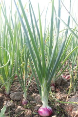 Fototapeta premium onion plant on farm for harvest
