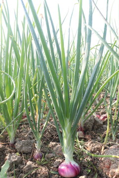 onion plant on farm for harvest
