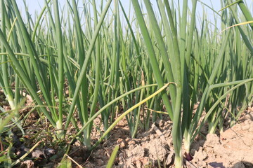 onion plant on farm for harvest