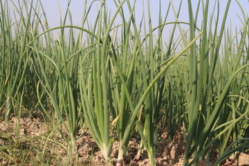 onion plant on farm for harvest