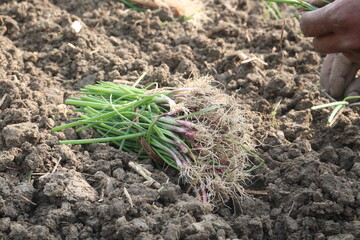 onion plant seedling on farm for harvest
