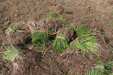 onion plant seedling on farm for harvest