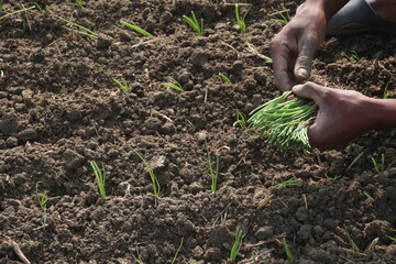 onion plant seedling on farm for harvest