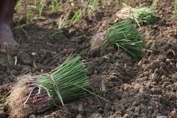 onion plant seedling on farm for harvest