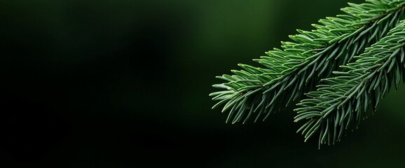 Lush green pine branch against a dark background.