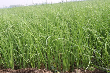 onion plant seedling on farm for harvest