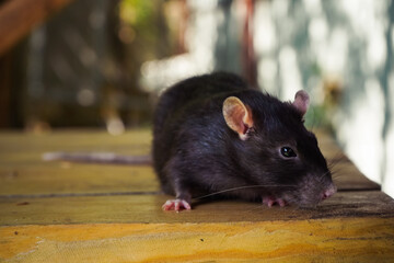 A black rat sniffing around a wooden surface, blending with the natural background. Highlights...