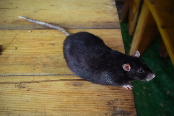 Close-up of a black rat on a wooden table, surrounded by soft natural light. Perfect for wildlife...