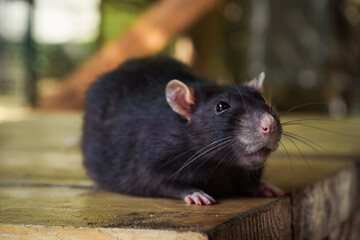 A black rat exploring a wooden surface outdoors. The natural light emphasizes its sleek fur and curious posture.